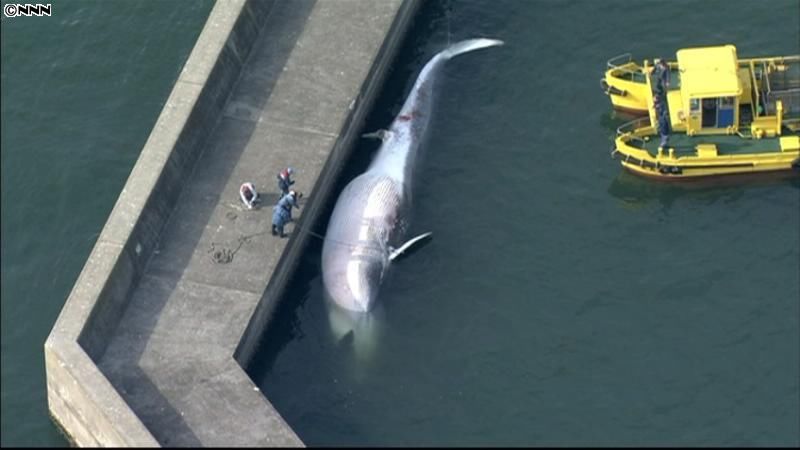 東京・江東区のふ頭に鯨の死骸が漂着