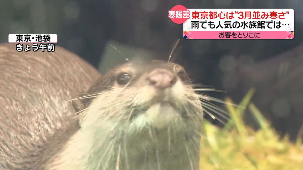 東京都心で3月並みの寒さ　雨でも人気の水族館で「コツメカワウソ」の“ニオイ体験”が人気！？
