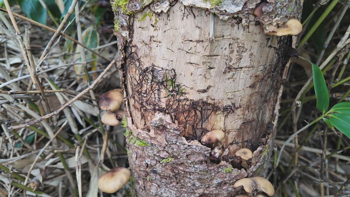 蔵王の樹氷を形成するアオモリトドマツの枯損　ナラタケ菌感染が原因の可能性も