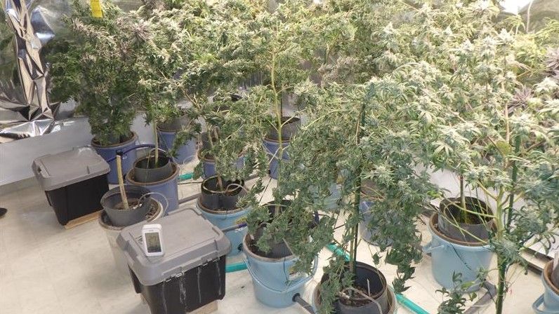 【速報】大麻草を大量栽培した疑い　ブラジル国籍の4人逮捕「金儲けのためにやったが儲からなかった」