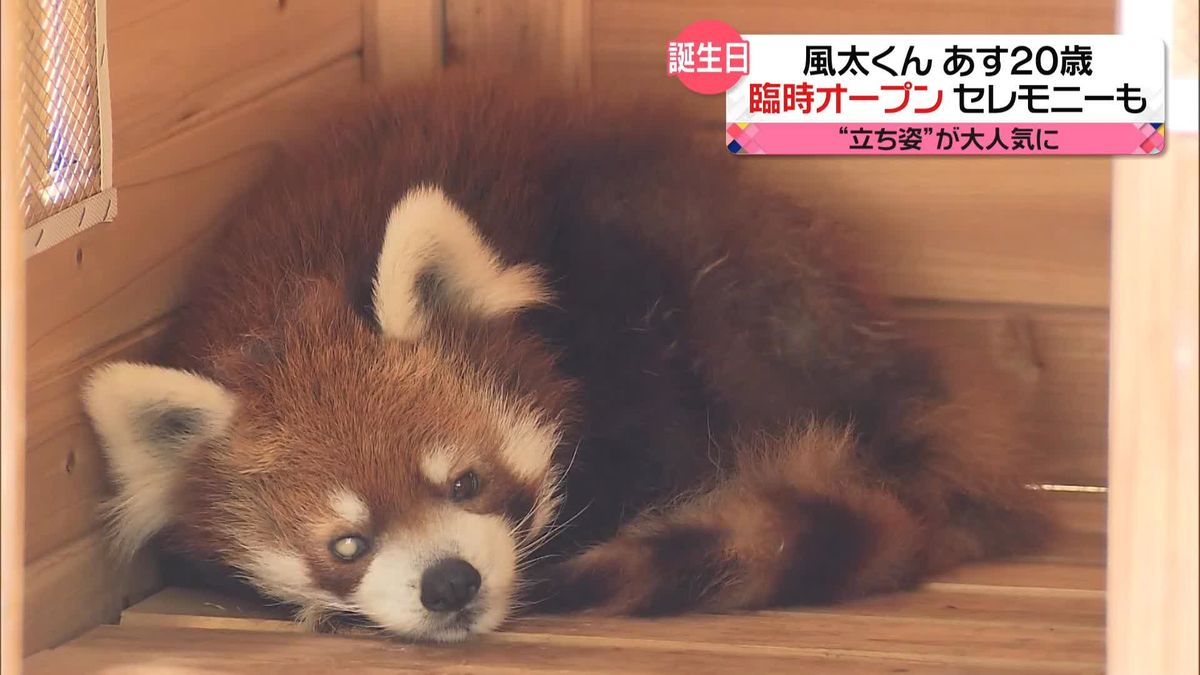 レッサーパンダ「風太くん」あす20歳　“立ち姿”は？　今もなお動物園のスター…16年間追うファンも