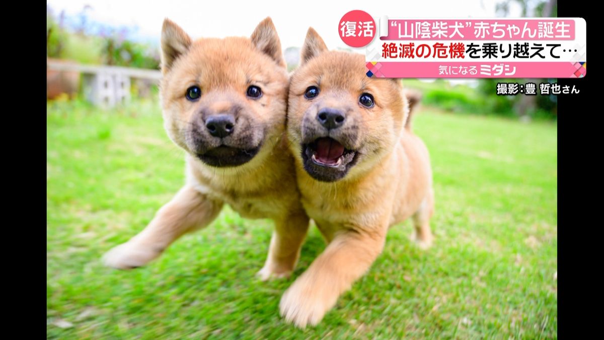 “山陰柴犬”赤ちゃん誕生　絶滅の危機も…