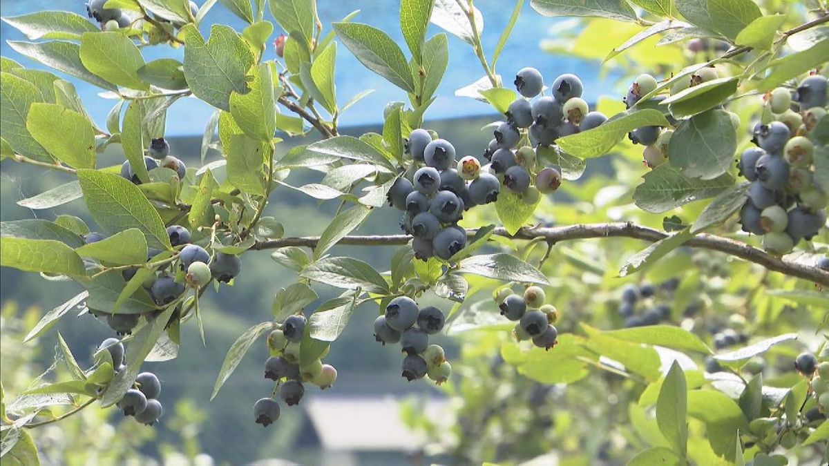 寒冷地を生かした実が大きく爽やかな酸味と甘み　ブルーベリーの収穫最盛期　岐阜・高山市