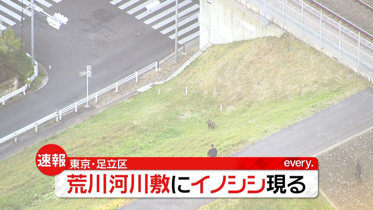 東京・荒川河川敷に“野生”のイノシシ現る