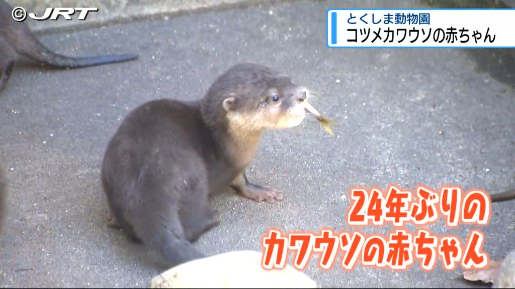 コツメカワウソの赤ちゃん5匹　とくしま動物園で一般公開【徳島】