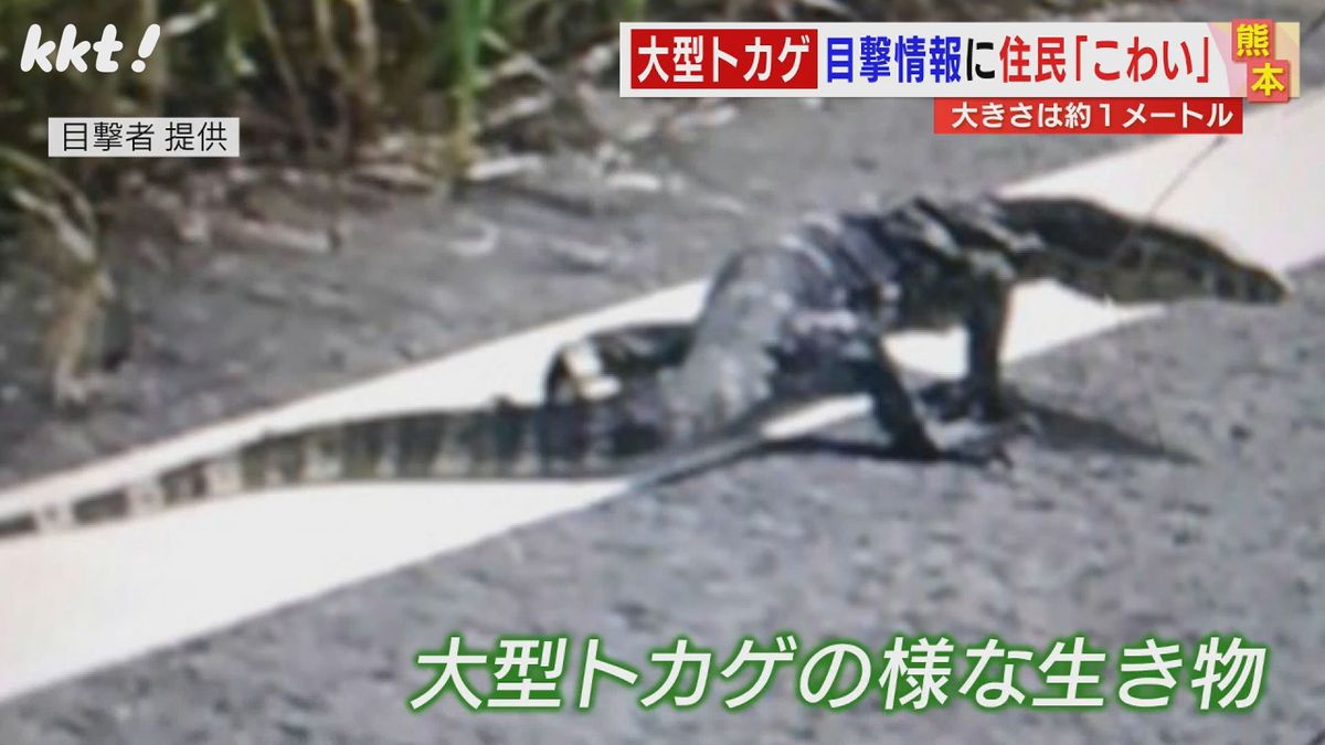 【ミズオオトカゲか？】1メートルほどのトカゲのような生き物の目撃情報 警察が捜索 熊本･玉名市