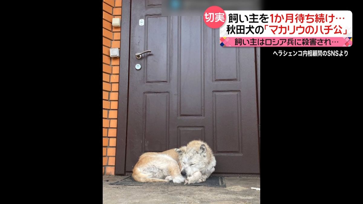 戻らぬ飼い主を1か月待ち続け…マカリウの“忠犬ハチ公”