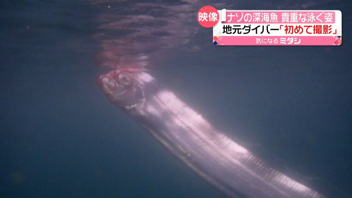 ナゾの深海魚　貴重な泳ぐ姿「初めて撮影」
