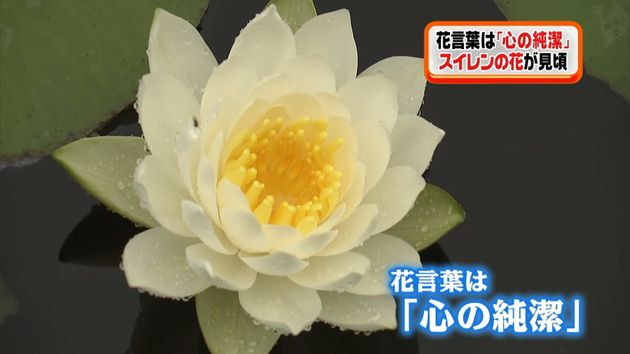 花言葉は 心の純潔 スイレンの花が見頃