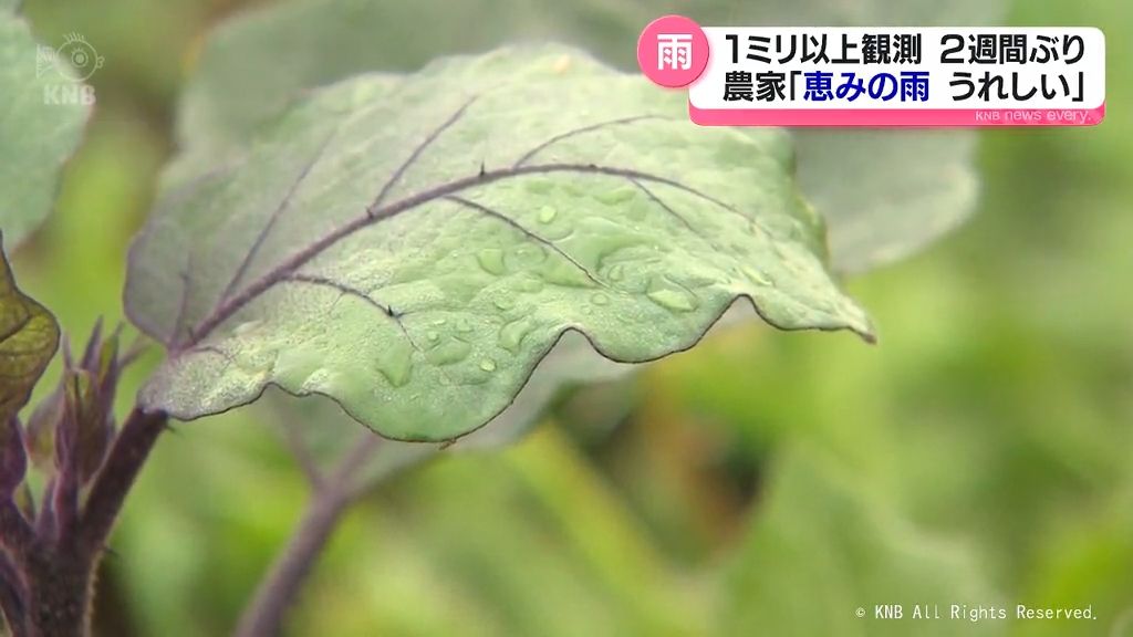 久しぶりの雨で農作物には恵み　富山県