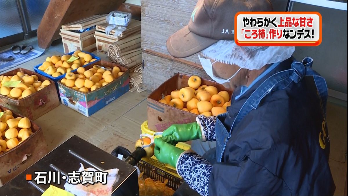 石川県の特産品　「ころ柿」作りが本格化