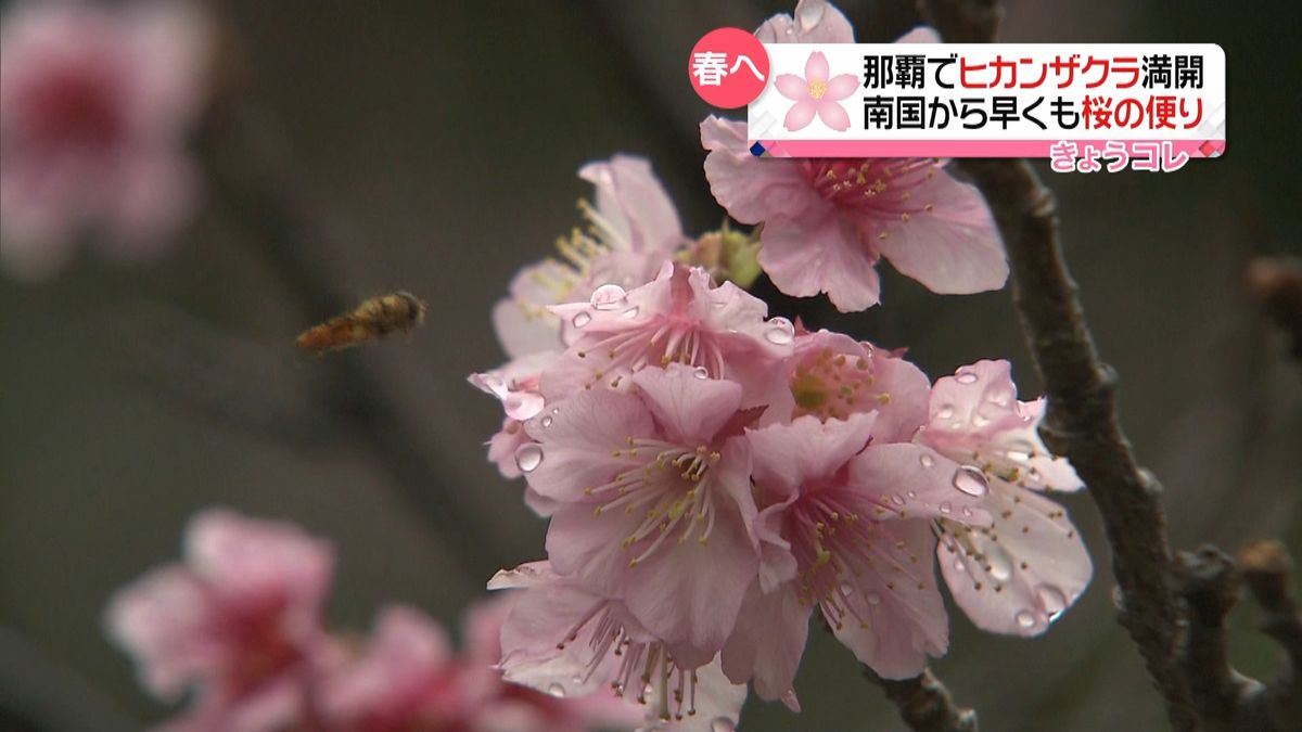 沖縄はお花見シーズン　ヒカンザクラが満開