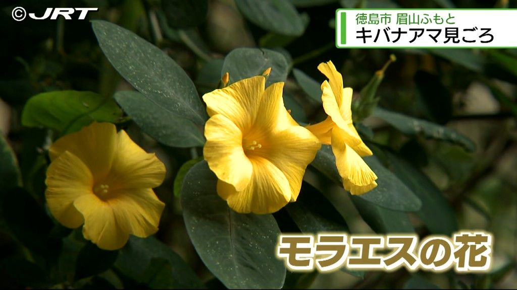 ポルトガルの文人モラエスが愛した花「キバナアマ」　黄色い花をつけ一足早い春を運ぶ【徳島】