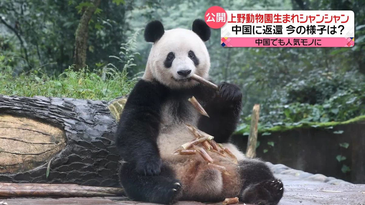 上野動物園生まれ…パンダの「シャンシャン」中国に返還…今の様子は？