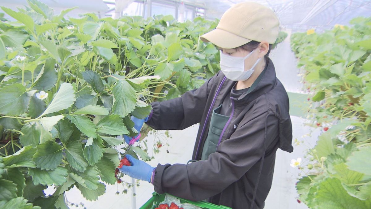 夏の猛暑に備えて ハウスに塗料吹き付け温度上昇抑制 南越前町の農園