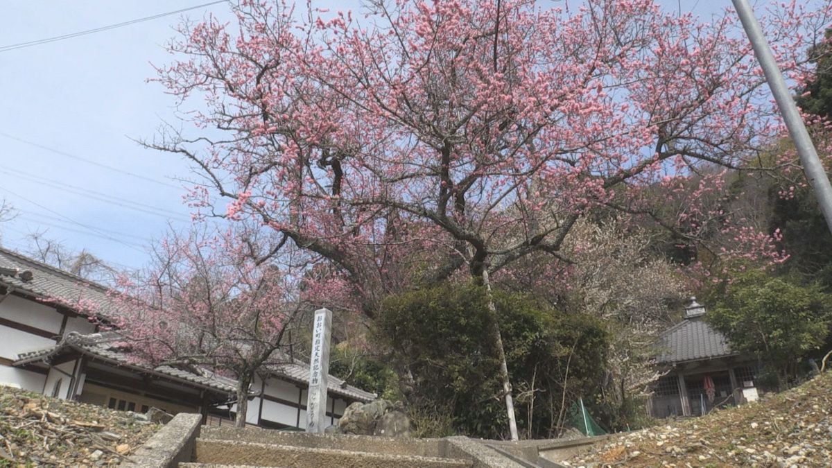 春満開「とびうめ」一気に開花　町指定天然記念物　おおい町･宝楽寺　菅原道真が植えたと伝わる