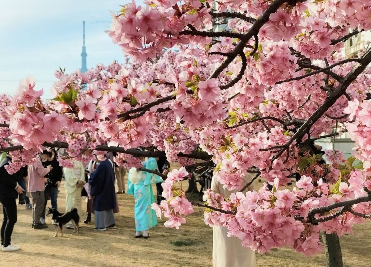 河津桜が早くも満開　東京・旧中川沿い