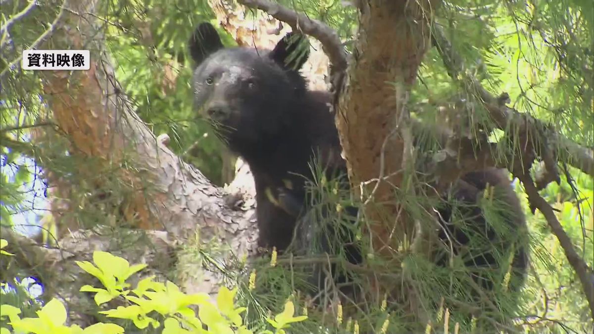 クマのエサとなるブナの実が「不作」　人里近くに出没のおそれ　クマ出没警戒注意報を11月まで延長 《新潟》