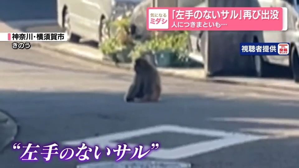 「左手のないサル」再び出没　人につきまといも