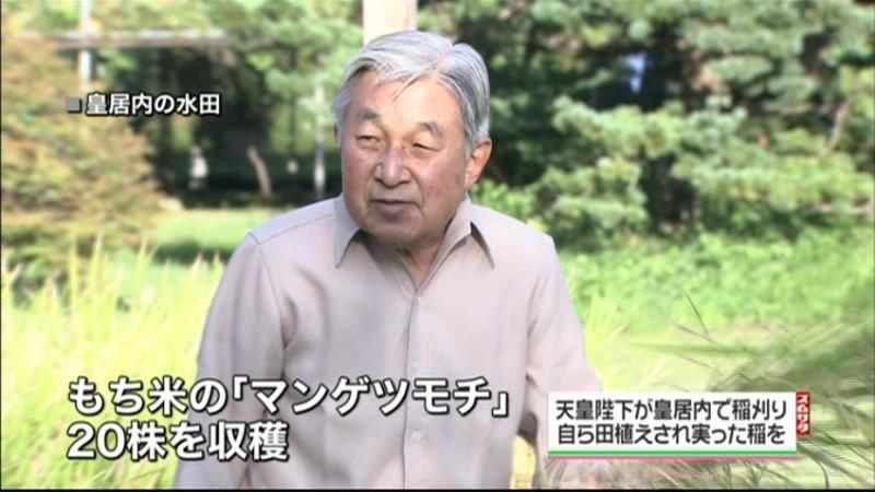 天皇陛下が皇居内水田で稲刈り　もち米収穫