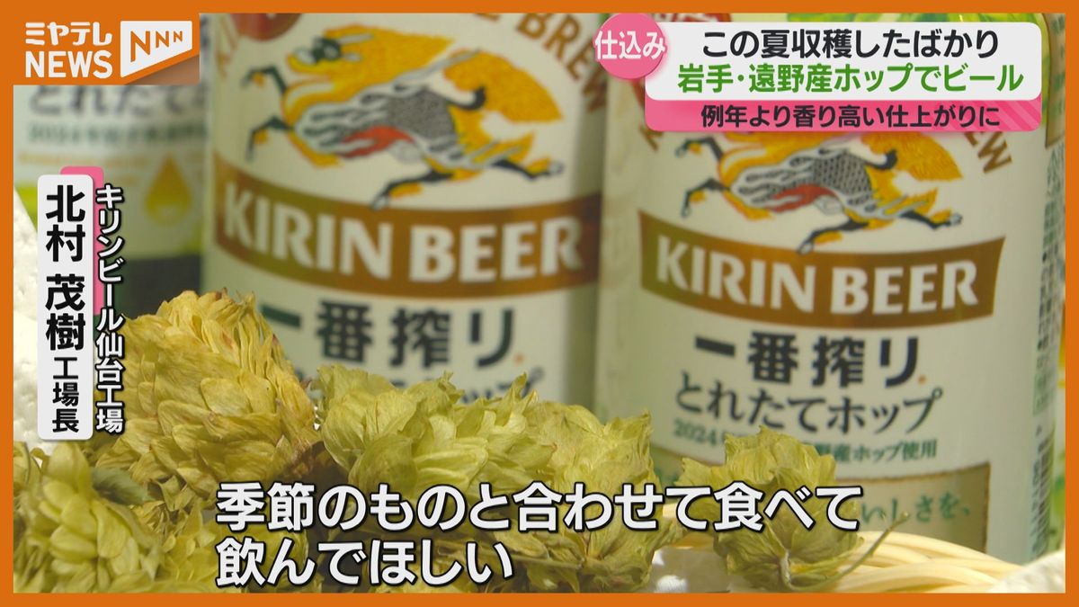 ＜岩手県産ホップ使用＞仙台市のビール工場でビールの仕込み始まる　“雑味ないフレッシュな香り”