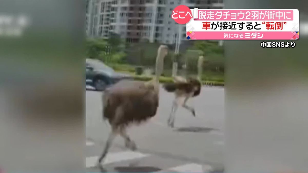 “ダチョウ2羽”が道路を疾走　交差点で車が接近し…　中国