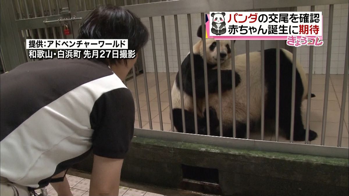 パンダの交尾確認、赤ちゃんに期待　和歌山