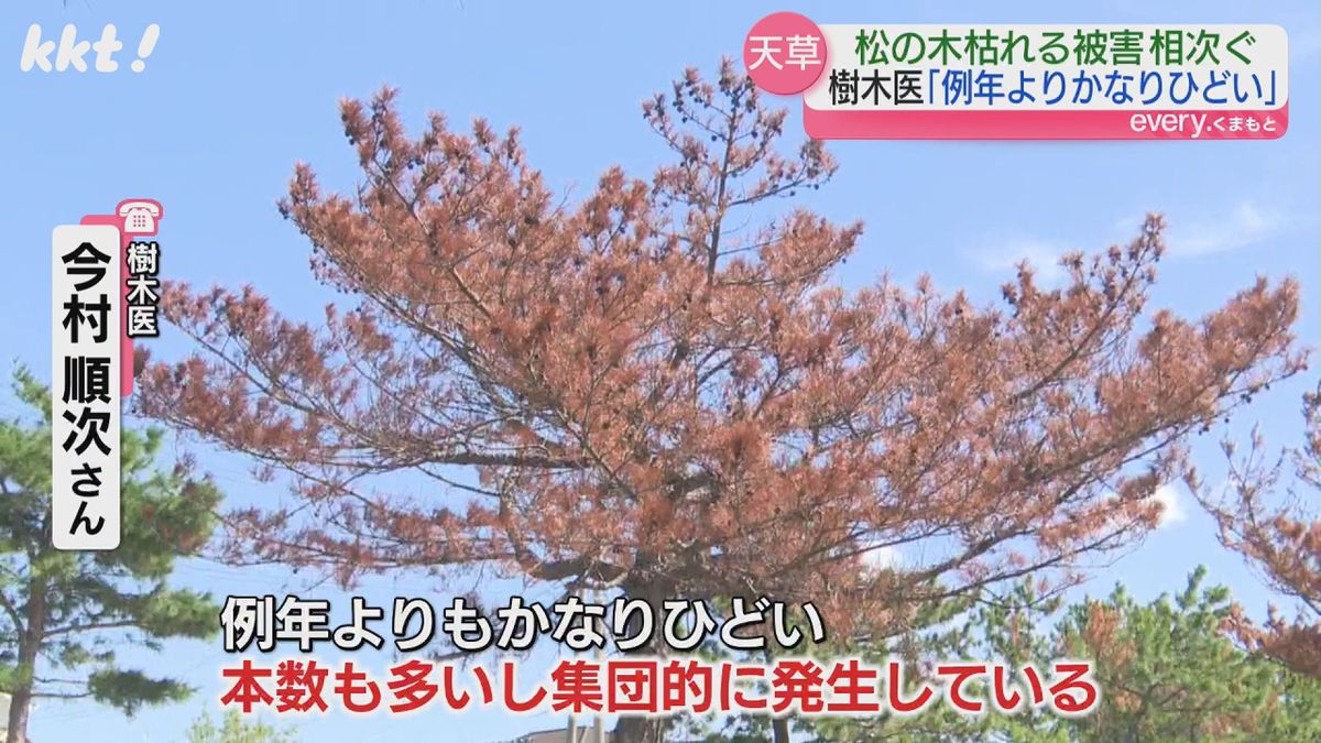 ｢例年よりかなりひどい｣天草で海辺の松の木がピンチ 3分の1が枯れた場所も