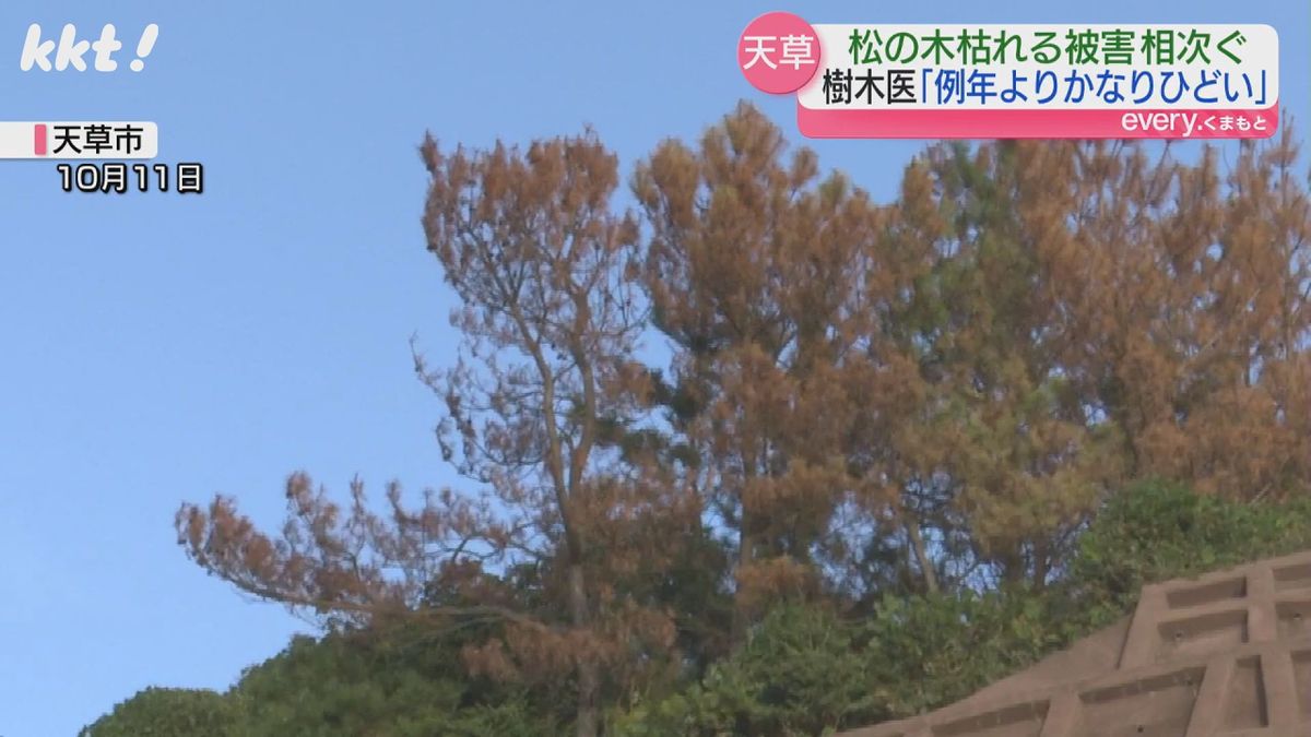 天草市でも場所によっては3分の1ほどの松が枯れる