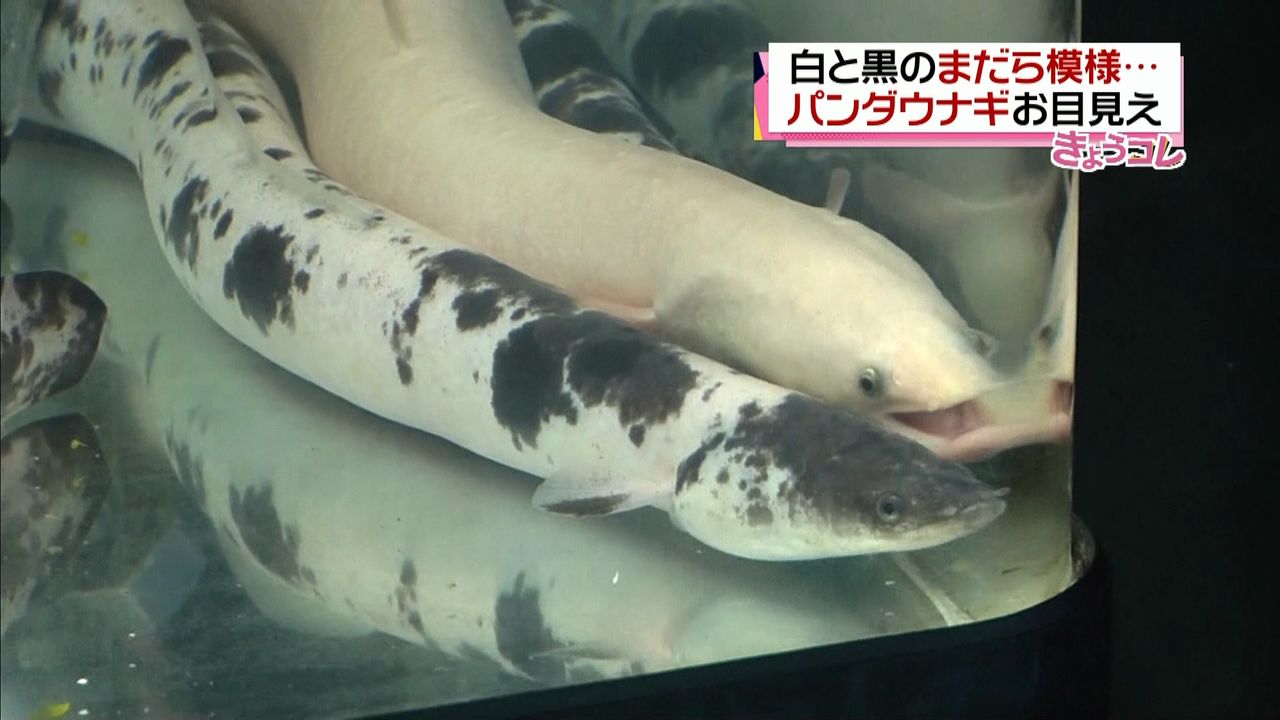 神と呼ばれる白黒“パンダウナギ”お目見え（2016年10月19日掲載）｜日テレNEWS NNN