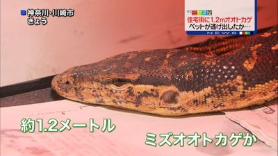 ペットか 横浜市住宅街に１ ２ｍのトカゲ