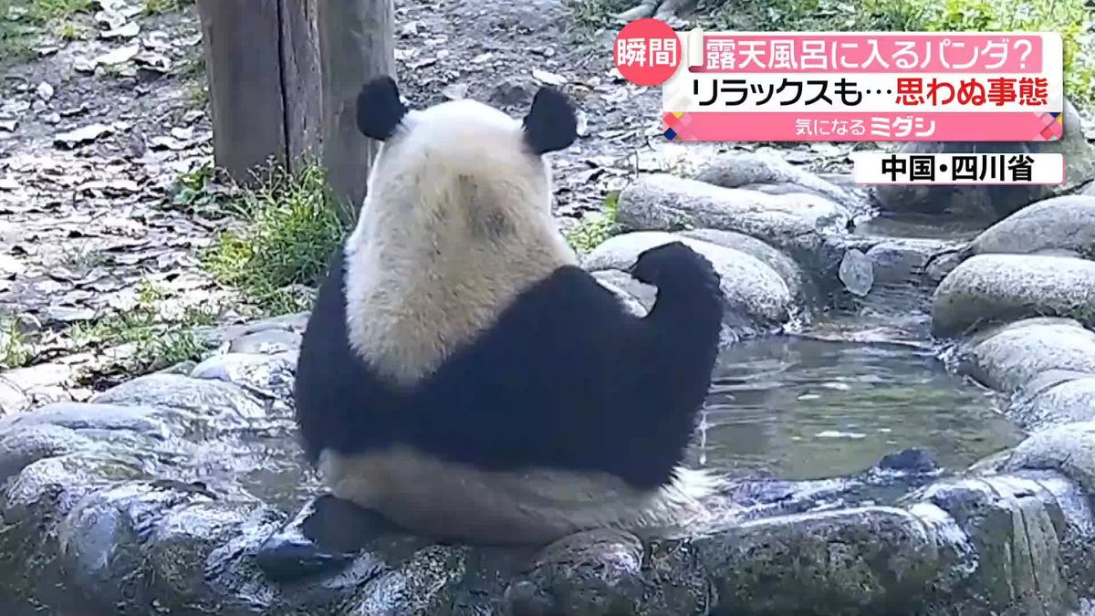 まるで“露天風呂”　ゆったり水浴びするパンダ　思い切り背筋伸ばすと…　中国・四川省