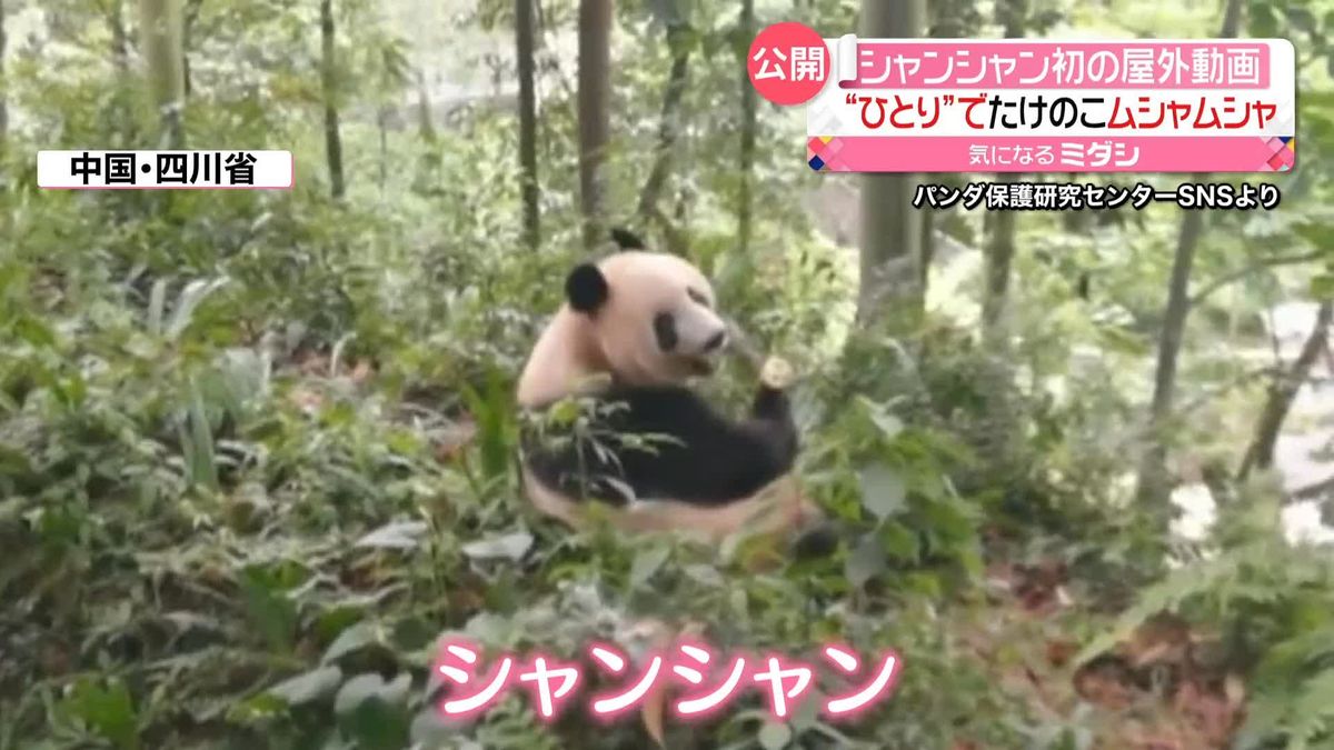 帰国のシャンシャン…初の「お外ゴハン」動画　たけのこムシャムシャ