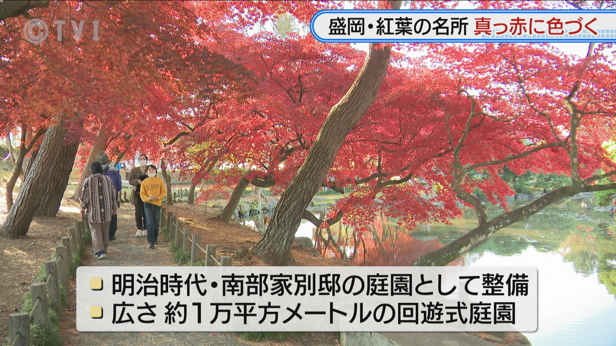 【秋深まる】盛岡市中央公民館の庭園　紅葉見ごろで多くの見物客　