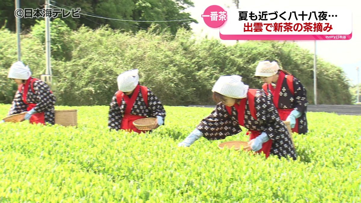 一番茶ならではの爽やかな香り・やわらかな甘みを楽しめるお茶「やぶきた」　八十八夜の縁起が良い日に新茶摘み取り　島根県出雲市　