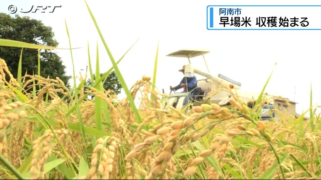 「美味しいお米に仕上がった」県南部の早場米どころ阿南市で稲刈り始まる【徳島】