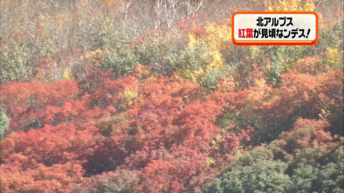 今が見ごろ…紅葉で色づく北アルプス