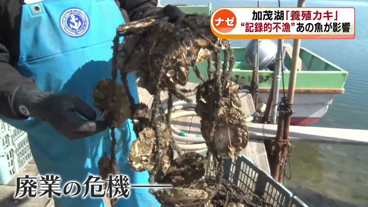 カキが例年にない不漁　佐渡市の味覚・加茂湖のカキ　水揚げ量が激減｟新潟・佐渡市》