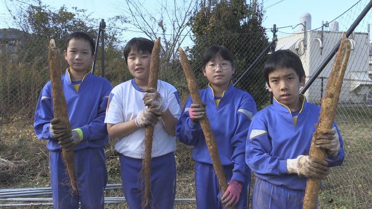 大きさにびっくり 児童がジネンジョ収穫 半年かけて種イモから育てる おおい町特産