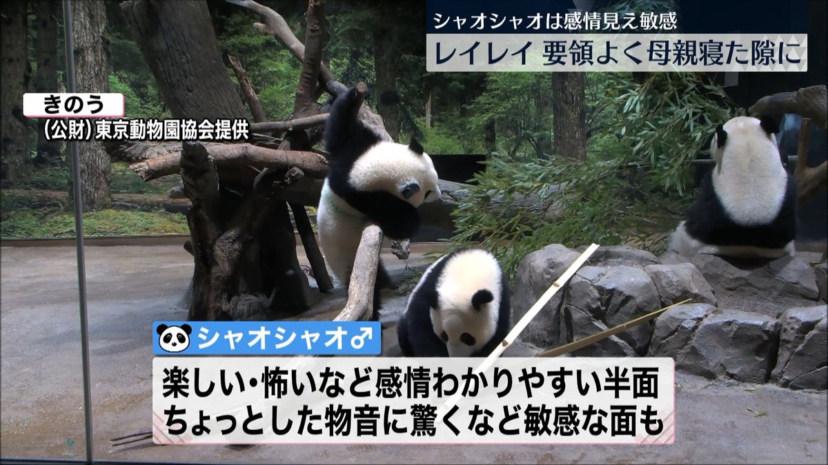 上野動物園の双子パンダまもなく1歳　個性際立つように