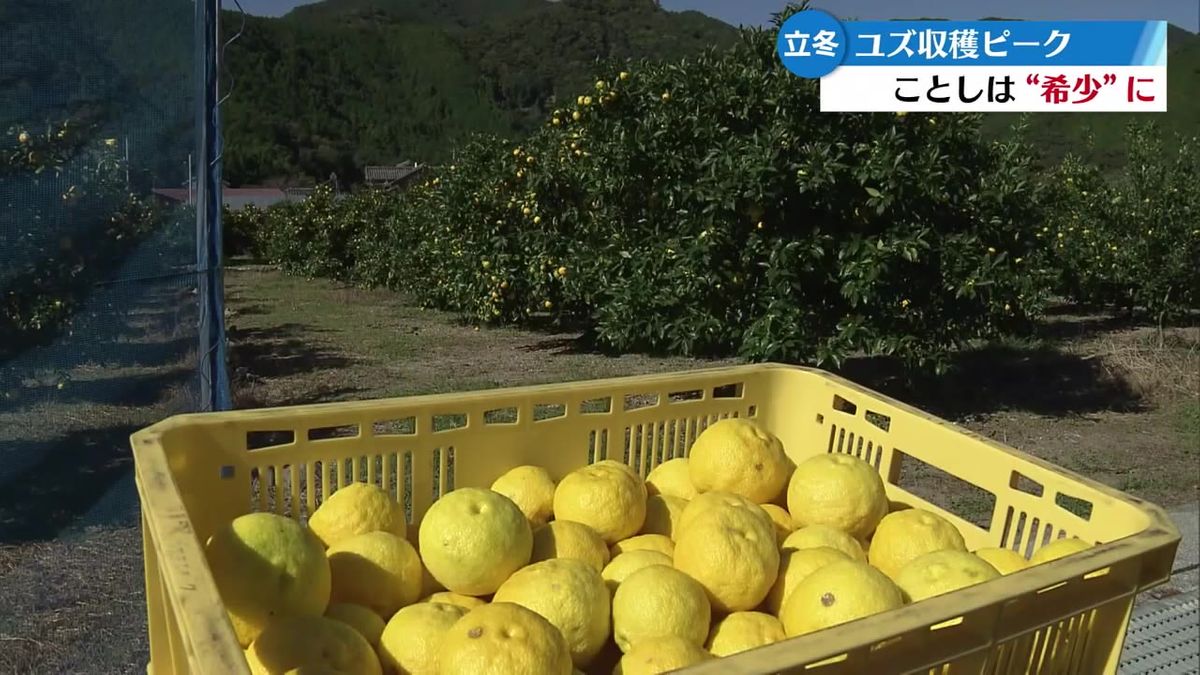 安芸市でユズの収穫最盛期 裏年・猛暑などの影響で例年より2割減の見込み【高知】