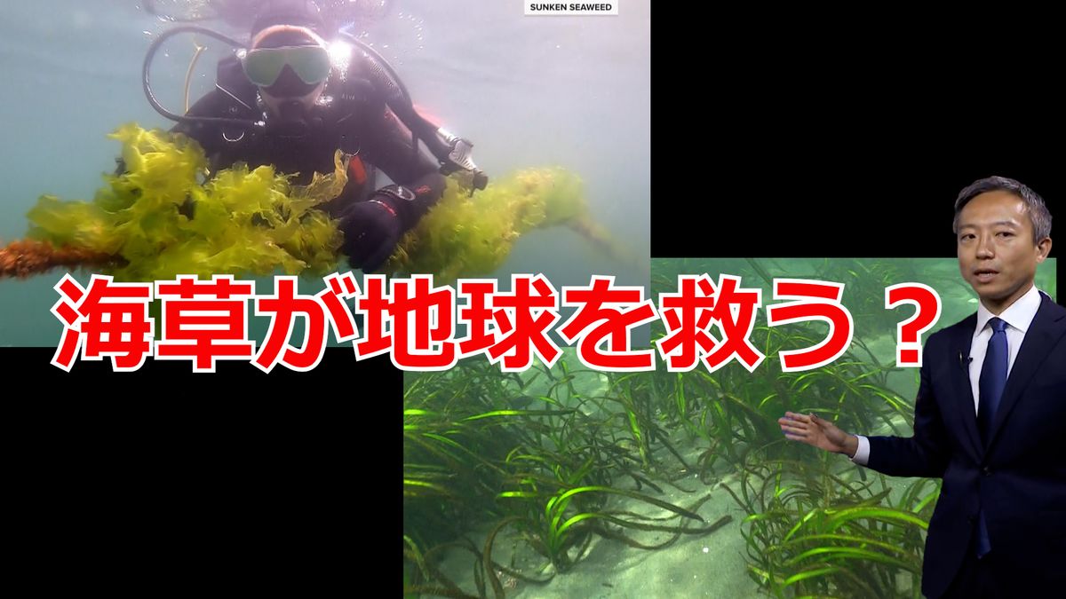 “海草”が地球を救う？……日米取材 地球温暖化で注目