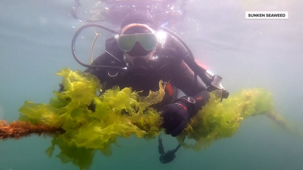 養殖いけすの海藻