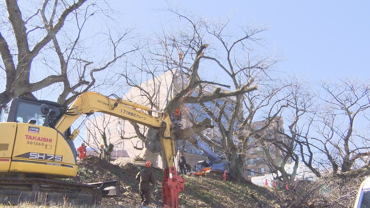 足羽河原の桜の木を植え直し　新幹線開業“さくら色”のお出迎えへ　去年暮れの大雪で根元から倒れる