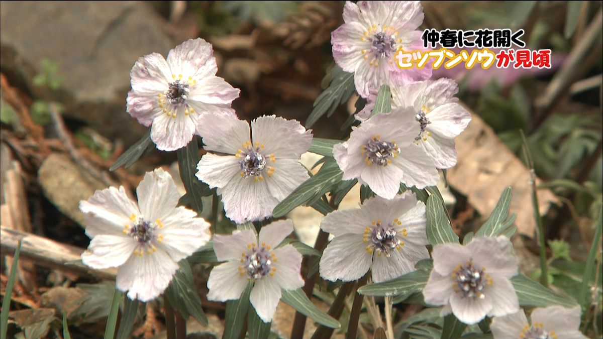 春を呼ぶ花「セツブンソウ」　広島で見頃