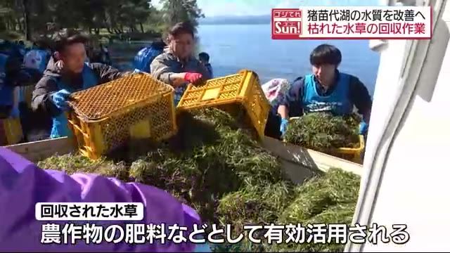 猪苗代湖の水質を改善！枯れた水草の回収作業・福島