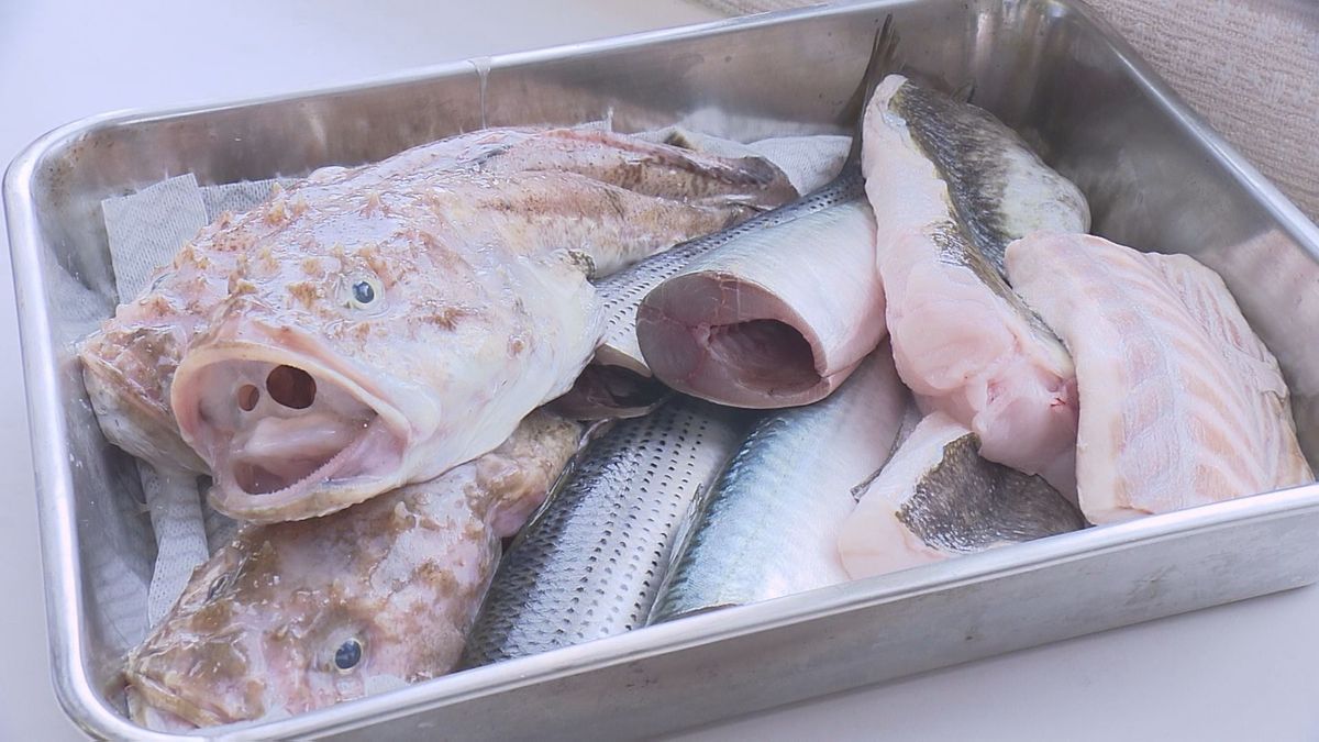 庄内で「低利用魚」「未利用魚」と呼ばれる魚の活用を探る動き　将来的に食卓に並べたい