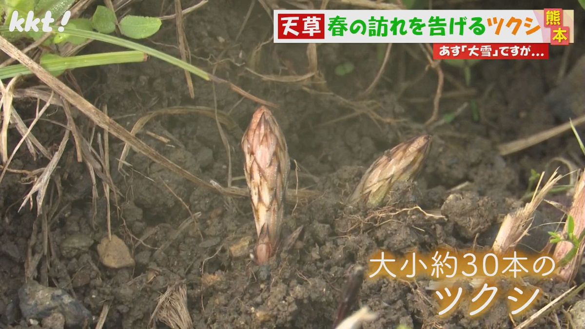 真冬なのに春の訪れ!? 土の中からツクシ登場 小学校跡地で顔を出す