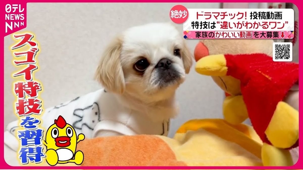 【投稿動画】アンパンマン大好き！違いのわかる犬『every.特集』