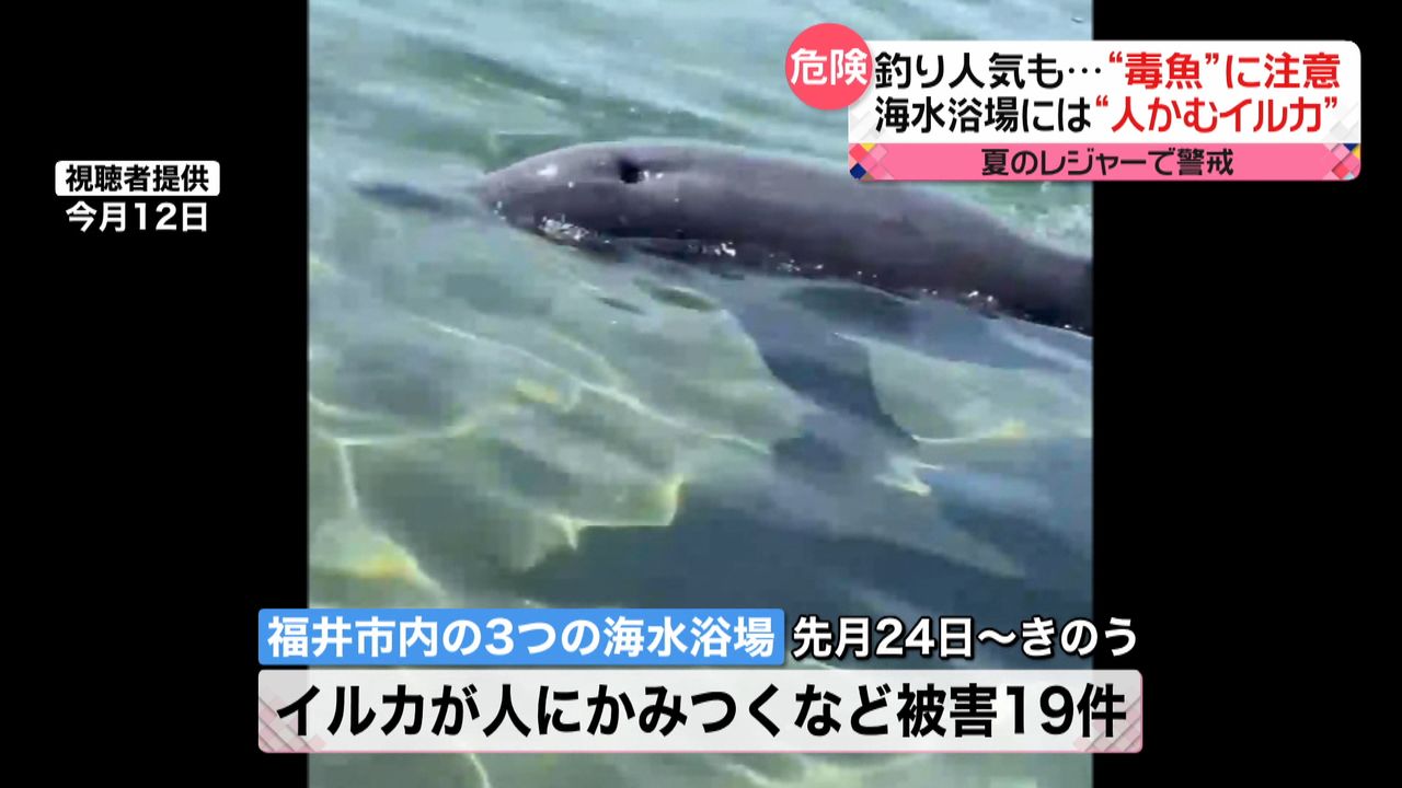 釣り人気“毒魚”にご用心 海水浴場では“人かむイルカ” 被害が続出…